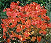 FOTHERGILLA GARDENII, (AUTUMN FOLIAGE)