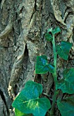 HEDERA,  IVY,  CLIMBING A TREE BARK