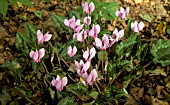 CYCLAMEN HEDERIFOLIUM,  OUTDOOR