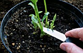 DAHLIA PROPAGATION,  TAKING A CUTTING.