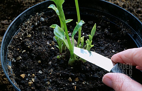 DAHLIA_PROPAGATION__TAKING_A_CUTTING