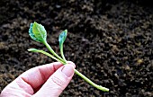 DAHLIA PROPAGATION HANDLING THE CUTTING TAKEN FROM THE TUBER.