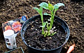 DAHLIA PROPAGATION SHOOTS FROM TUBER READY FOR CUTTING.