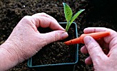 DAHLIA PROPAGATION CUTTING FROM TUBER PLANTING IN POT.