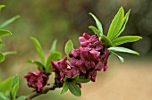 DAPHNE MEZEREUM GLENDOICK GARDENS SCOTLAND