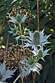 SCILLA SIBIRICA,  SPRING BEAUTY,  MASS OF FLOWERS