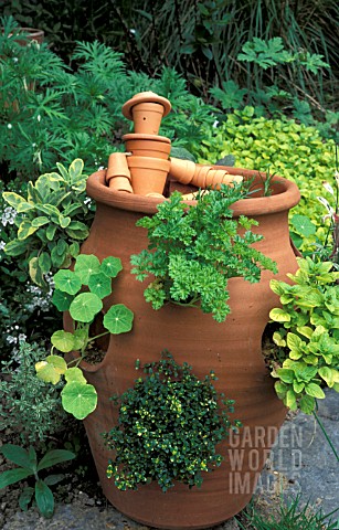 MIXED_HERBS_AND_STRAWBERRY_IN_LARGE_TERRACOTTA_CONTAINER