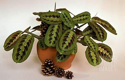 MARANTA_LEUCONEURA_ERYTHROPHYLLA