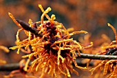 HAMAMELIS X INTERMEDIA APHRODITE,  WITCH HAZEL