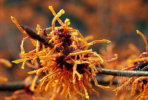 HAMAMELIS_X_INTERMEDIA_APHRODITE__WITCH_HAZEL