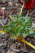 PIGEON DAMAGE TO CHARD