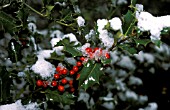 SNOW ON ILEX X  ALTACLERENSIS