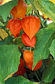 PHYSALIS ALKEKENGI OR CHINESE LANTERN,  WITH BRIGHT SEEDHEADS FOR AUTUMN COLOUR.