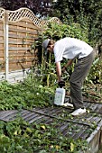 SPRAYING CONVOLVULUS ARVENSIS, (KILLING BINDWEED)