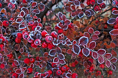 COTONEASTER_HORIZONTALIS_WITH_FROST