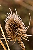 TEASEL,  DIPSACUS FULLONUM SEEDHEAD.