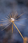 SNOW ON SKELETON SEEDHEAD