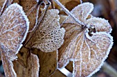 FROST ON HYDRANGEA FLOWERS