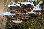 BRACKET FUNGUS WITH SNOW