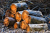 FRESHLY CUT LOGS WITH SNOW DUSTING