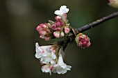 VIBURNUM X BODNANTENSE DEBEN