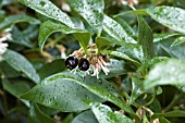 SARCOCOCCA CONFUSA