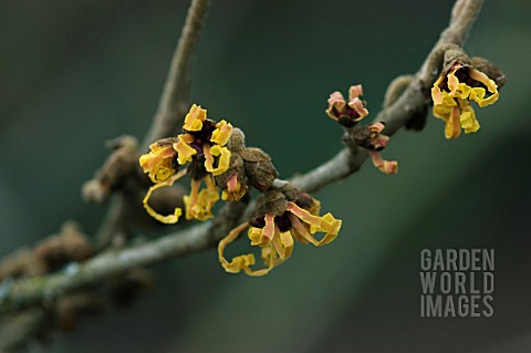 HAMAMELIS_X_INTERMEDIA_VEZNA