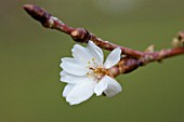 PRUNUS SUBHIRTELLA AUTUMNALIS