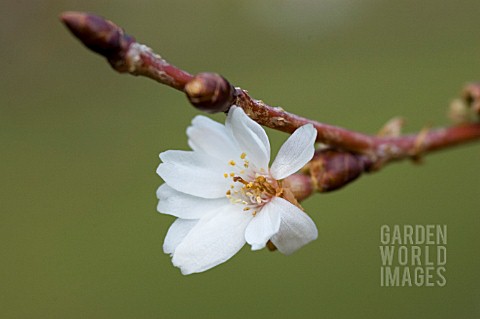 PRUNUS_SUBHIRTELLA_AUTUMNALIS