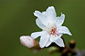 PRUNUS SUBHIRTELLA AUTUMNALIS