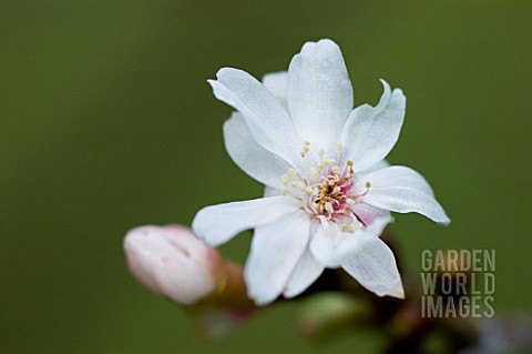 PRUNUS_SUBHIRTELLA_AUTUMNALIS