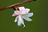 PRUNUS SUBHIRTELLA AUTUMNALIS