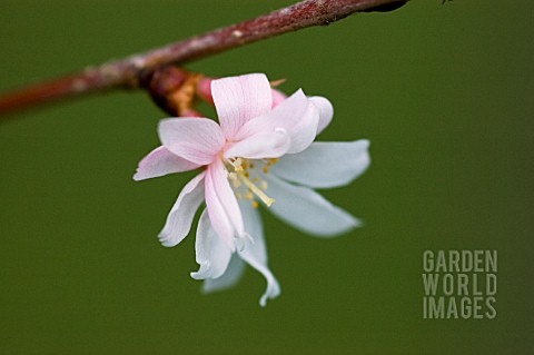 PRUNUS_SUBHIRTELLA_AUTUMNALIS