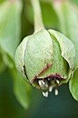 HELLEBORUS FOETIDUS