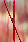 CORNUS ALBA SIBIRICA