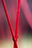 CORNUS ALBA SIBIRICA