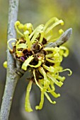 HAMAMELIS MOLLIS WISLEY SUPREME