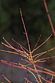 CORNUS SANGUINEA MIDWINTER FIRE