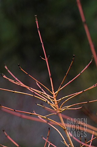 CORNUS_SANGUINEA_MIDWINTER_FIRE