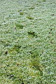 FOOTPRINTS IN FROSTY GRASS