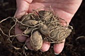 HOLDING DAHLIA TUBERS