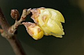 CHIMONANTHUS PRAECOX LUTENS