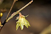 CHIMONANTHUS PRAECOX LUTENS