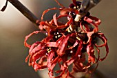 HAMAMELIS X INTERMEDIA DIANE