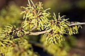 HAMAMELIS X INTERMEDIA PALLIDA