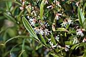 SARCOCOCCA HOOKERIANA VAR. DIGYNA PURPLE STEM