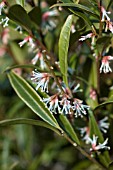 SARCOCOCCA HOOKERIANA VAR. DIGYNA PURPLE STEM