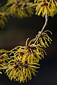 HAMAMELIS X INTERMEDIA BARMSTEDT GOLD