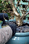 ADDING SLATE MULCH AROUND CORYLUS AVELLANA CONTORTA