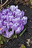 CROCUS PICKWICK WITH SPRING MULCH